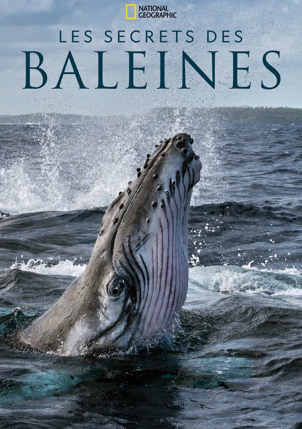 Où regarder la série Les Secrets des Baleines