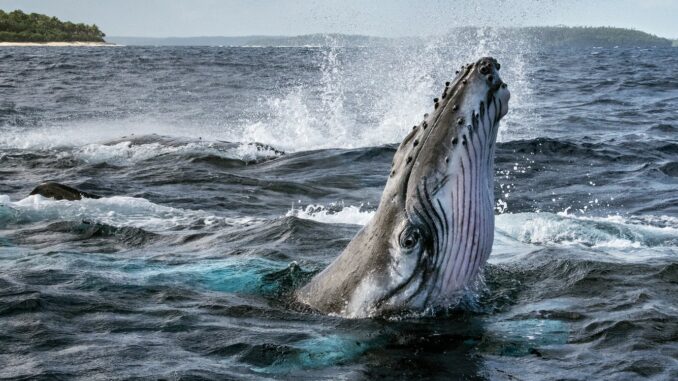 Série Les Secrets des Baleines