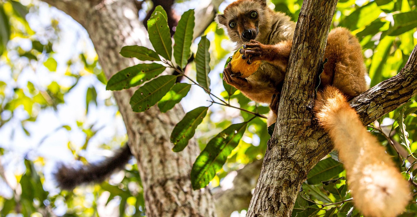 première saison 2 Primates