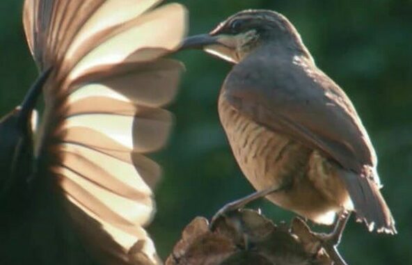 Série Biodiversité : les sanctuaires de l'espoir