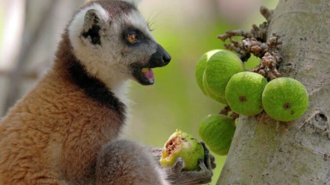 Série Biodiversité : les sanctuaires de l'espoir