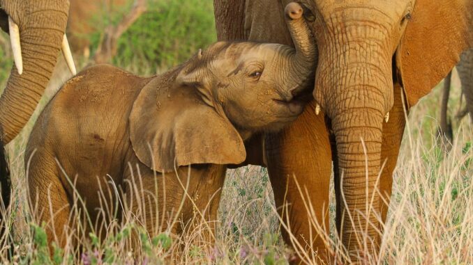 Série Wild Babies : Petits et Sauvages