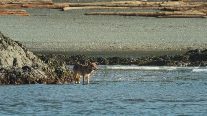 Série Bienvenue sur l'île des loups