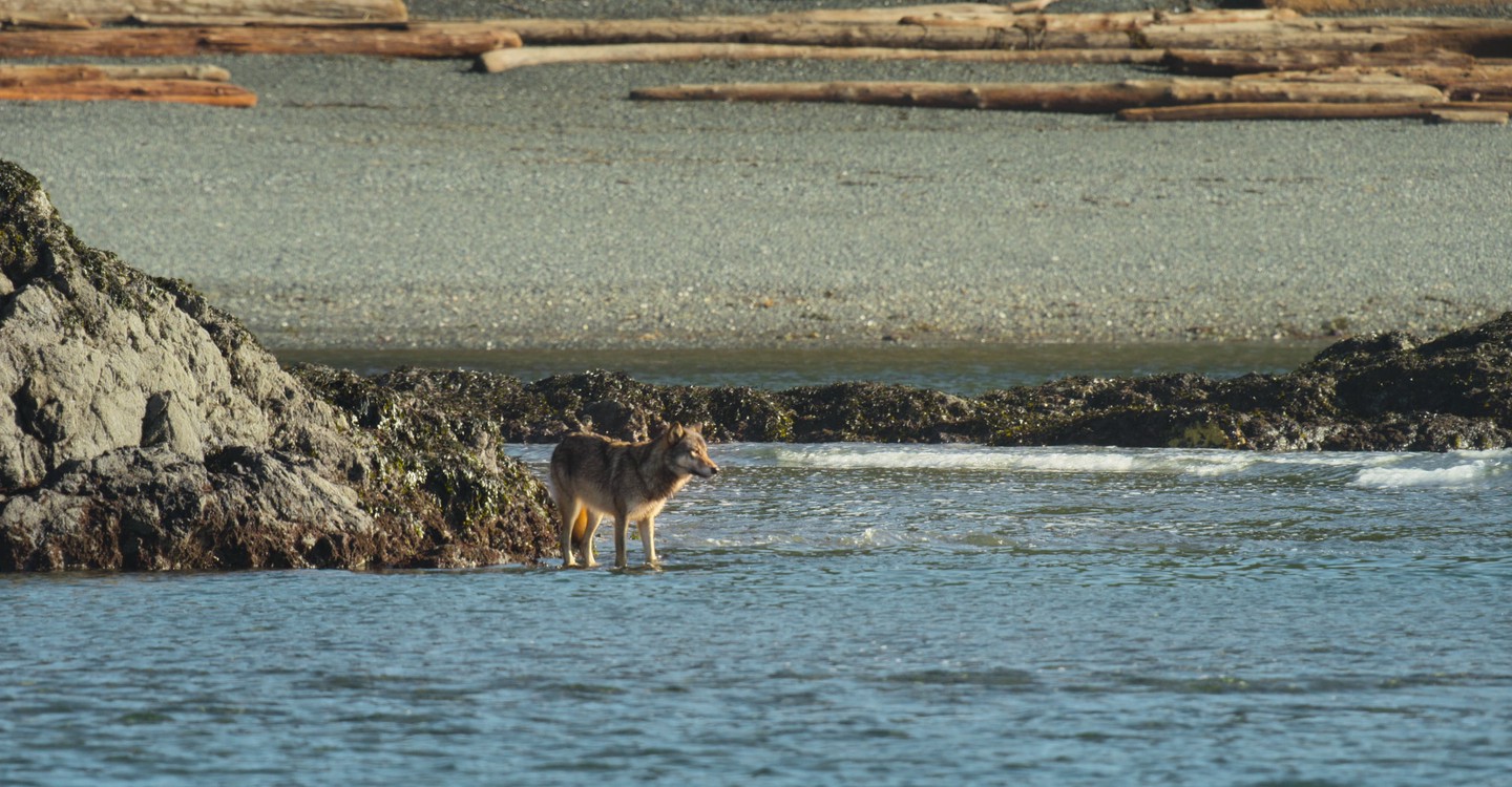 Où regarder la série Bienvenue sur l'île des loups