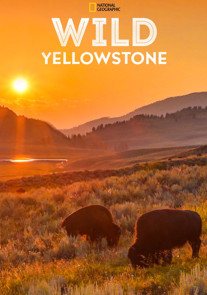 wild yellowstone netflix
