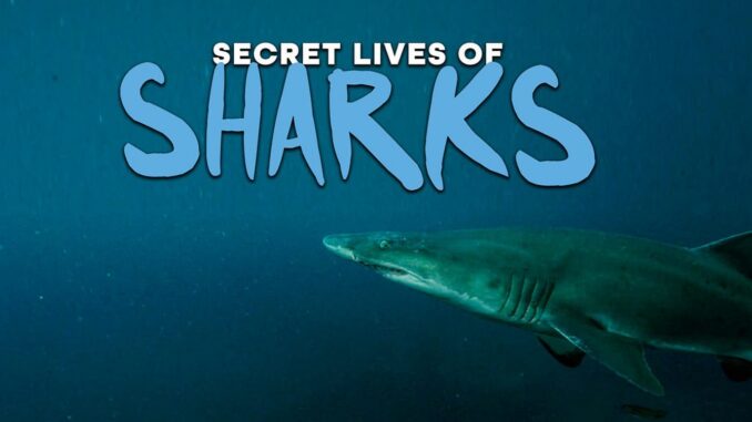 Serie The Secret Lives of Sharks