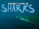 Serie The Secret Lives of Sharks