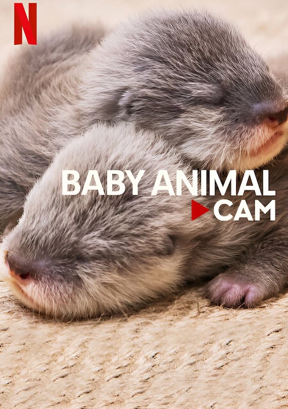 Bebés animales - Webcam