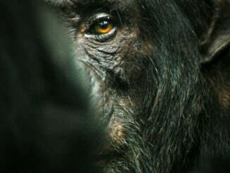 Serie El imperio de los chimpancés
