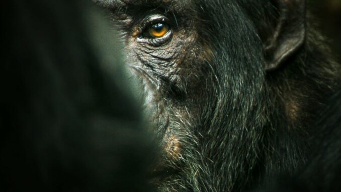 Serie El imperio de los chimpancés