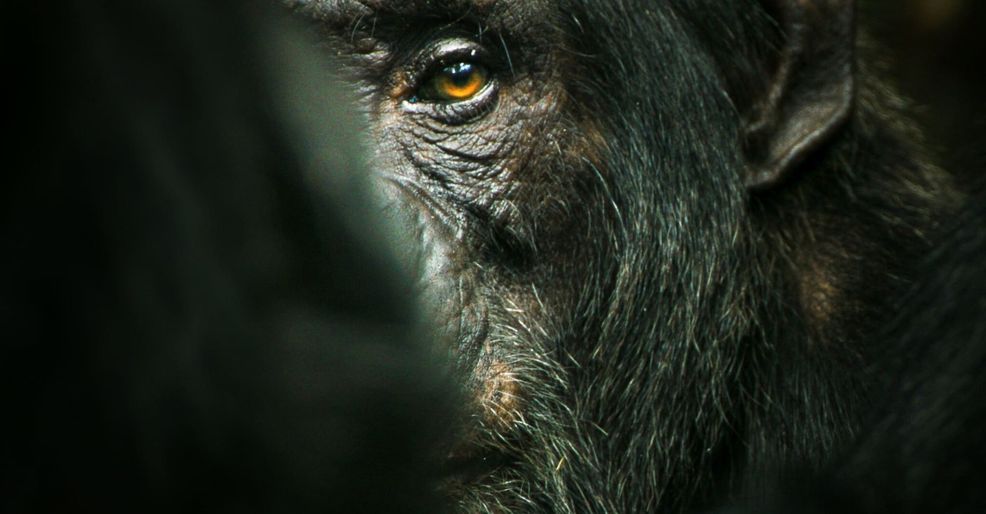 la serie El imperio de los chimpancés
