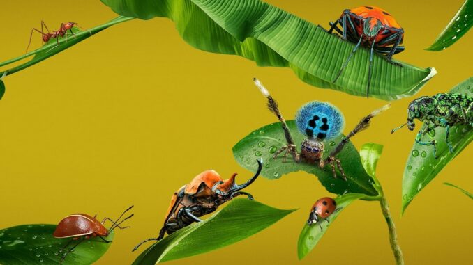 Serie La vida secreta de los insectos