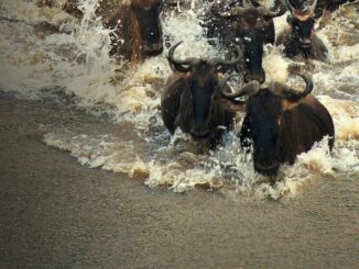 Serie Viajes increíbles de animales